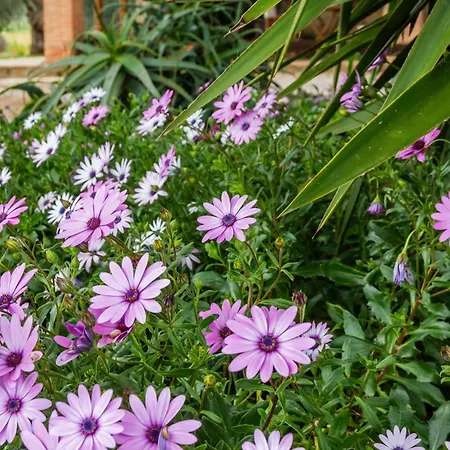 Santagermana * Castiglione della Pescaia